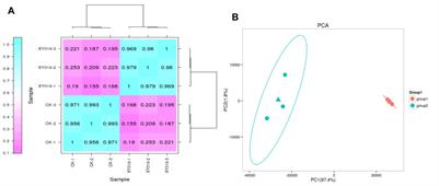 Comparative transcriptomics and proteomics analysis of the symbiotic germination of Paphiopedilum barbigerum with Epulorhiza sp. FQXY019